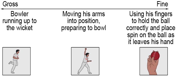 For example, see here how the actions of a cricket bowler are placed along the gross and fine continuum.